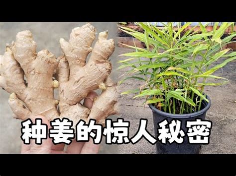 老薑種植盆栽|【老薑種植盆栽】老薑再生術！不用買，輕鬆種出「一盆生薑」